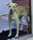 Luli