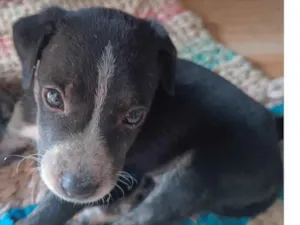 Cachorro raça SRD-ViraLata idade 2 a 6 meses nome Júnior 