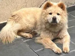 Cachorro raça Chow Chow idade 1 ano nome Como foi encontrada na rua ainda não possui