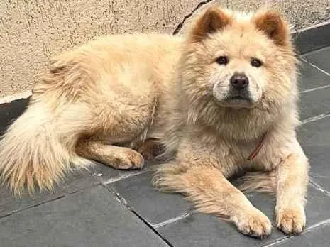 Cachorro ra a Chow Chow idade 1 ano nome Como foi encontrada na rua ainda não possui