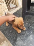 Cachorrinhos lindos de médio porte, mãe chow-chow