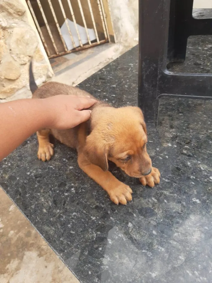Cachorro raça SRD-ViraLata idade Abaixo de 2 meses nome Cachorrinhos lindos de médio porte, mãe chow-chow