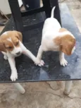 Cachorrinhos lindos de médio porte, mãe chow-chow