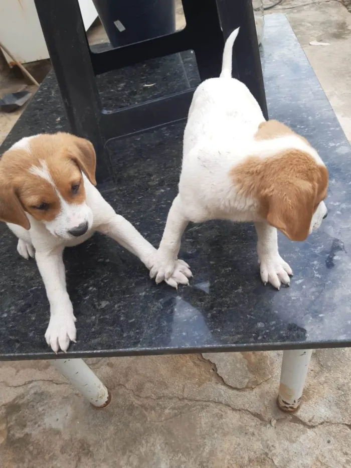 Cachorro raça SRD-ViraLata idade Abaixo de 2 meses nome Cachorrinhos lindos de médio porte, mãe chow-chow