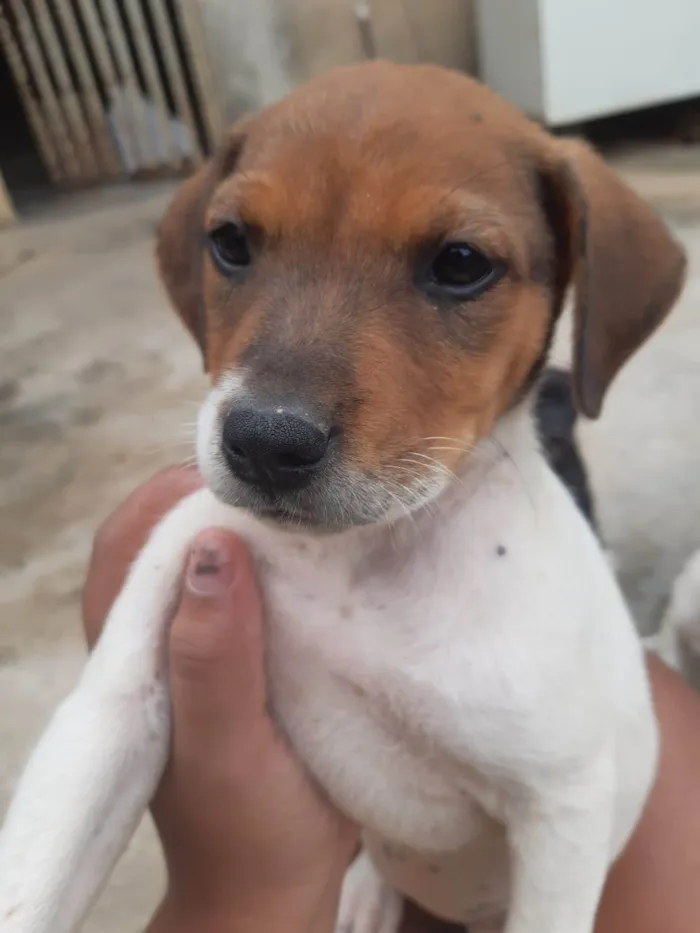 Cachorro raça SRD-ViraLata idade Abaixo de 2 meses nome Cachorrinhos lindos de médio porte, mãe chow-chow