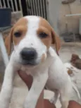 Cachorrinhos lindos de médio porte, mãe chow-chow