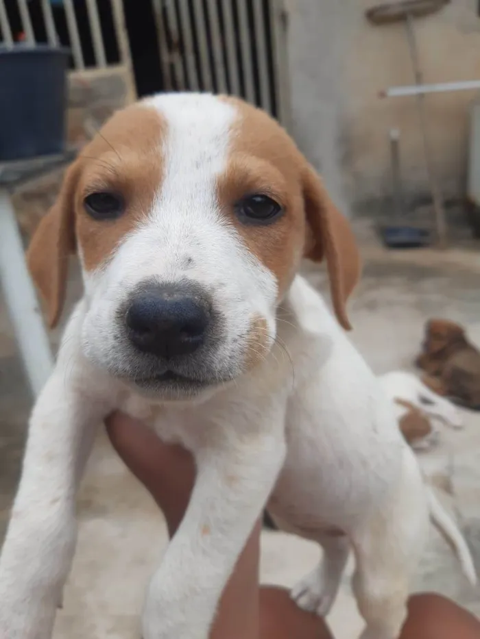Cachorro raça SRD-ViraLata idade Abaixo de 2 meses nome Cachorrinhos lindos de médio porte, mãe chow-chow