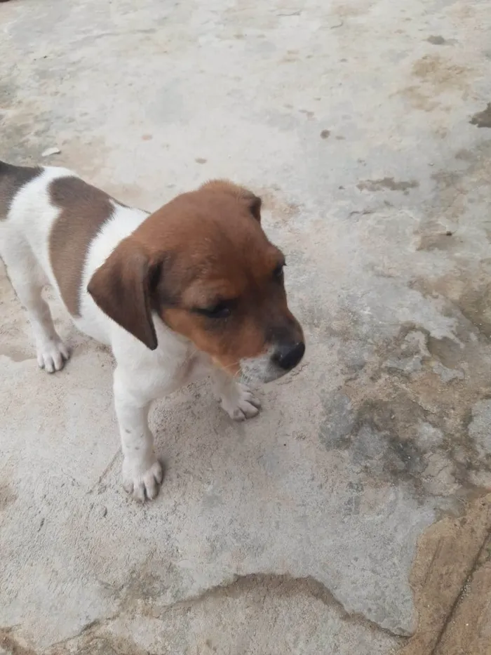 Cachorro raça SRD-ViraLata idade Abaixo de 2 meses nome Cachorrinhos lindos de médio porte, mãe chow-chow