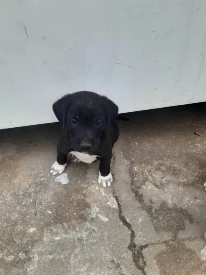 Cachorro raça SRD-ViraLata idade Abaixo de 2 meses nome Cachorrinhos lindos de médio porte, mãe chow-chow