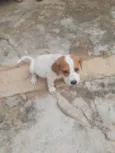 Cachorrinhos lindos de médio porte, mãe chow-chow