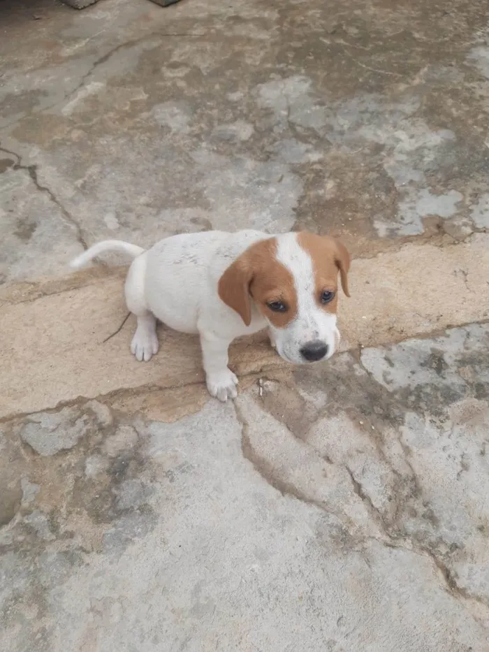 Cachorro raça SRD-ViraLata idade Abaixo de 2 meses nome Cachorrinhos lindos de médio porte, mãe chow-chow