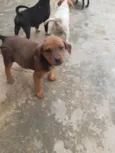 Cachorrinhos lindos de médio porte, mãe chow-chow