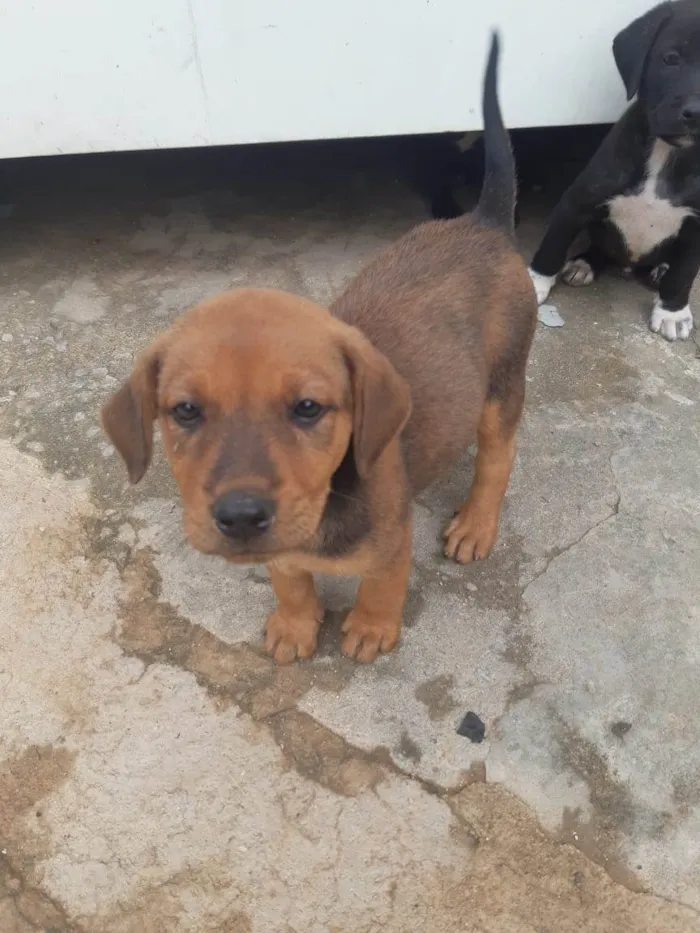 Cachorro raça SRD-ViraLata idade Abaixo de 2 meses nome Cachorrinhos lindos de médio porte, mãe chow-chow