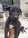 Cachorrinhos lindos de médio porte, mãe chow-chow