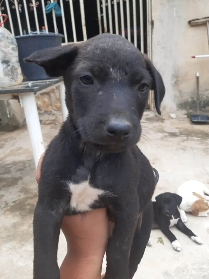 Cachorro raça SRD-ViraLata idade Abaixo de 2 meses nome Cachorrinhos lindos de médio porte, mãe chow-chow