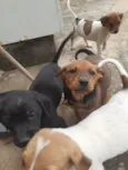 Cachorrinhos lindos de médio porte, mãe chow-chow