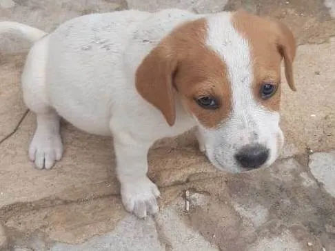 Cachorro raça SRD-ViraLata idade Abaixo de 2 meses nome Cachorrinhos lindos de médio porte, mãe chow-chow
