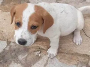 Cachorro raça SRD-ViraLata idade Abaixo de 2 meses nome Cachorrinhos lindos de médio porte, mãe chow-chow
