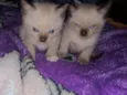 Jorginho e boby