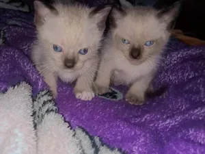 Gato raça Siamês idade Abaixo de 2 meses nome Jorginho e boby