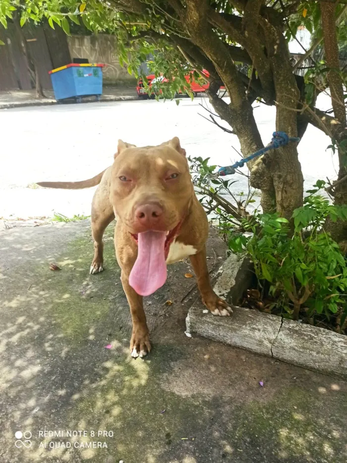 Cachorro raça Pit-Bull idade 7 a 11 meses nome Thanos 