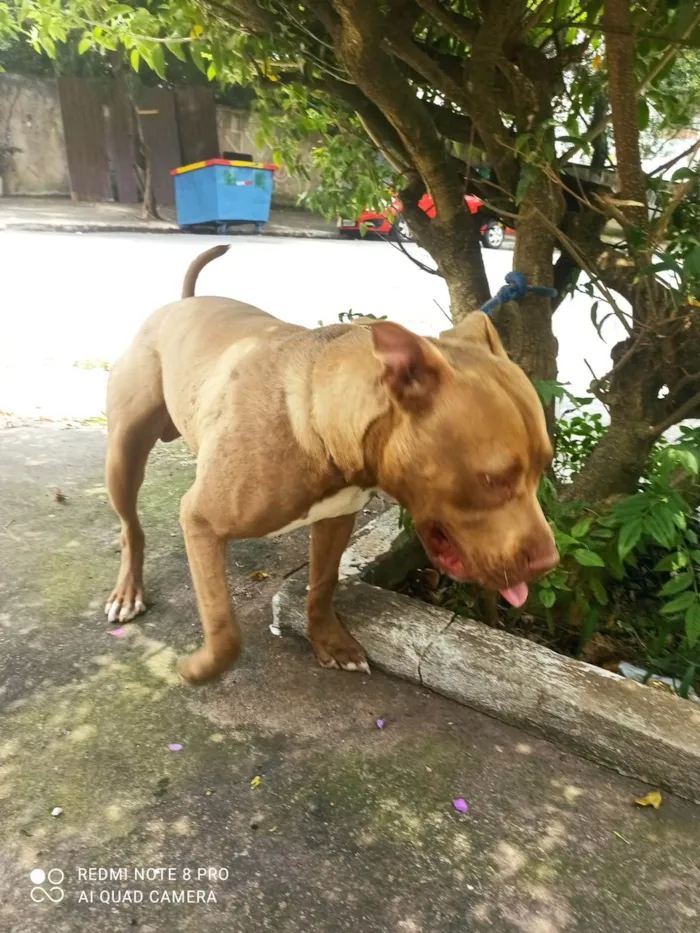 Cachorro raça Pit-Bull idade 7 a 11 meses nome Thanos 