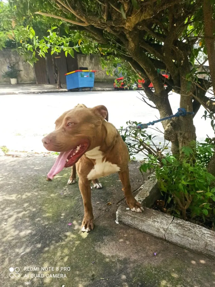 Cachorro raça Pit-Bull idade 7 a 11 meses nome Thanos 