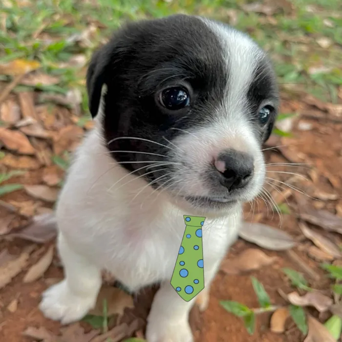 Cachorro ra a Mestico  idade Abaixo de 2 meses nome Otto 