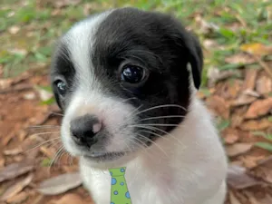 Cachorro raça Mestico  idade Abaixo de 2 meses nome Otto 