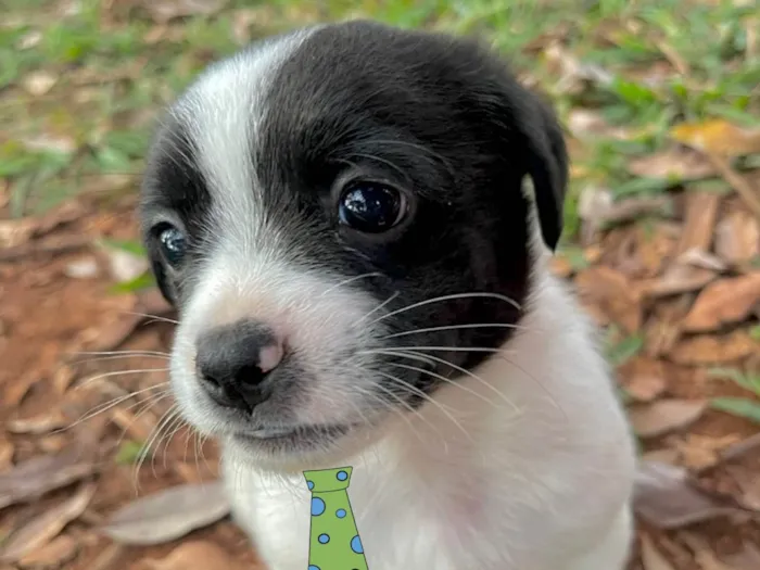 Cachorro ra a Mestico  idade Abaixo de 2 meses nome Otto 