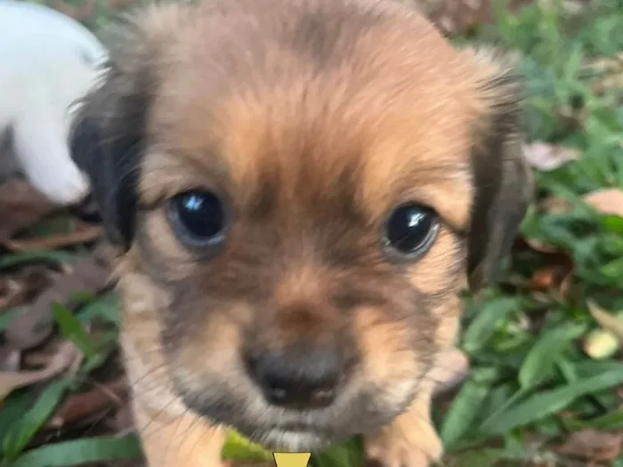 Cachorro ra a Mestico  idade Abaixo de 2 meses nome Toddy 