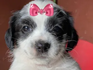 Cachorro raça Mestica  idade Abaixo de 2 meses nome Gina 