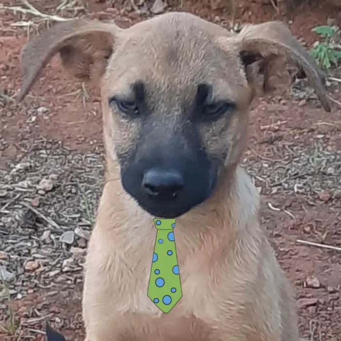 Cachorro ra a Mestico  idade 2 a 6 meses nome Max 