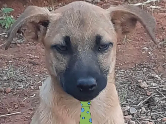 Cachorro ra a Mestico  idade 2 a 6 meses nome Max 