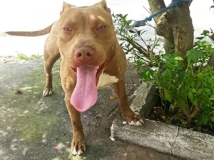 Cachorro raça Pit-Bull idade 7 a 11 meses nome Thanos 
