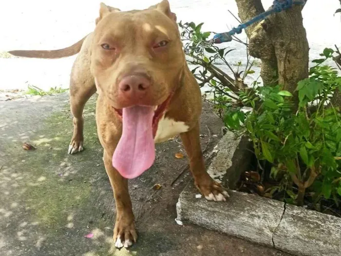 Cachorro raça Pit-Bull idade 7 a 11 meses nome Thanos 