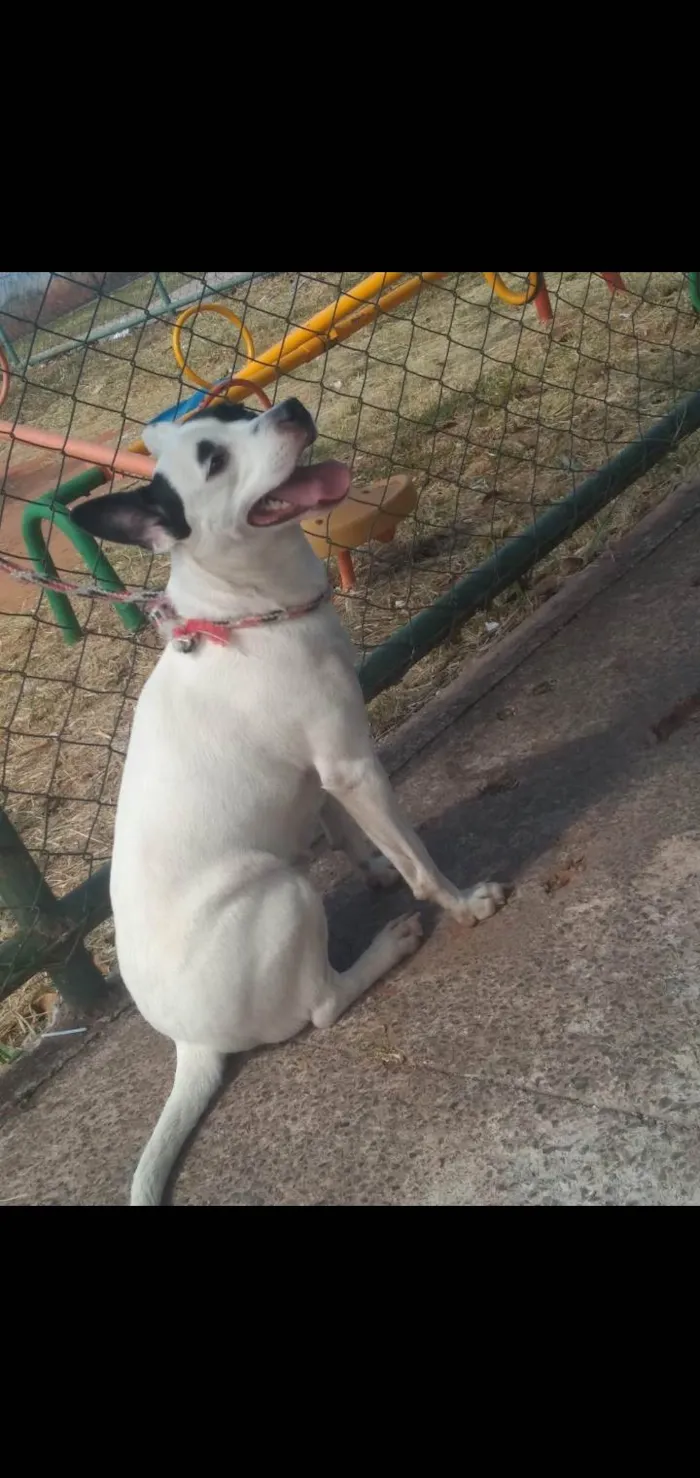 Cachorro ra a Pit-Bull/viralata  idade 3 anos nome Tempestade 