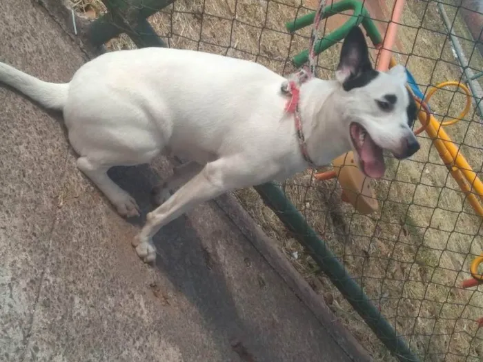 Cachorro ra a Pit-Bull/viralata  idade 3 anos nome Tempestade 