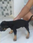 Não tem