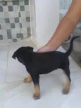 Não tem