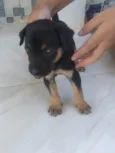 Não tem