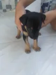 Não tem