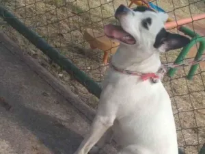 Cachorro raça Pit-Bull/viralata  idade 3 anos nome Tempestade 