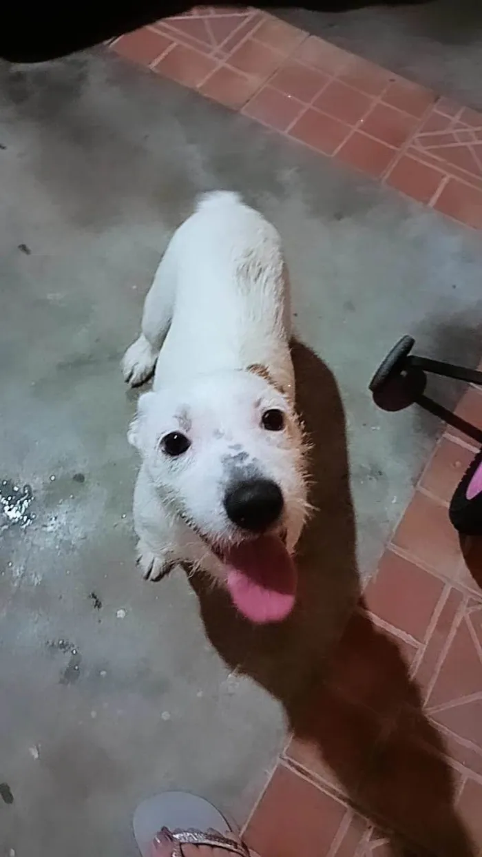 Cachorro ra a SRD-ViraLata idade 7 a 11 meses nome Eldora