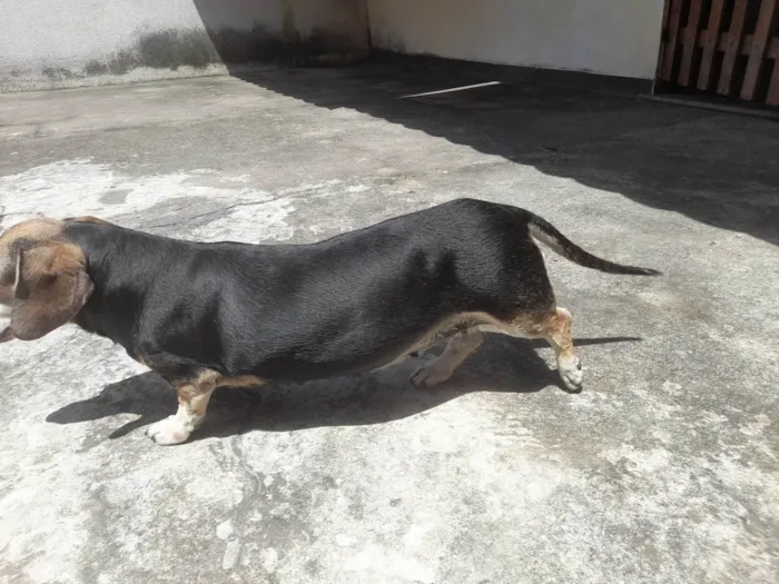 Cachorro ra a Basset-Cofap idade 6 ou mais anos nome Duda