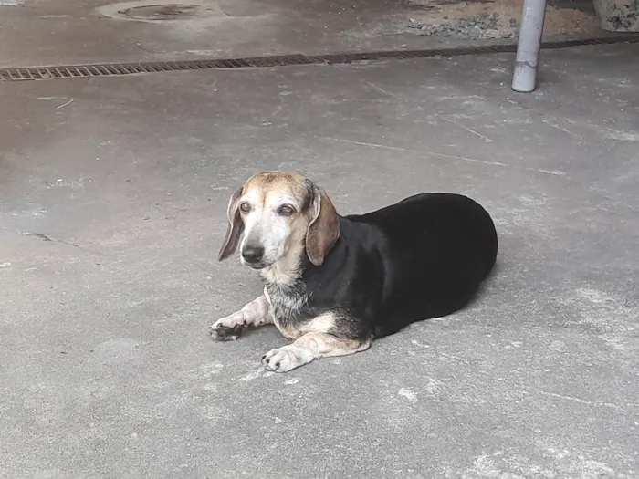 Cachorro ra a Basset-Cofap idade 6 ou mais anos nome Duda