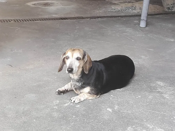 Cachorro ra a Basset-Cofap idade 6 ou mais anos nome Duda