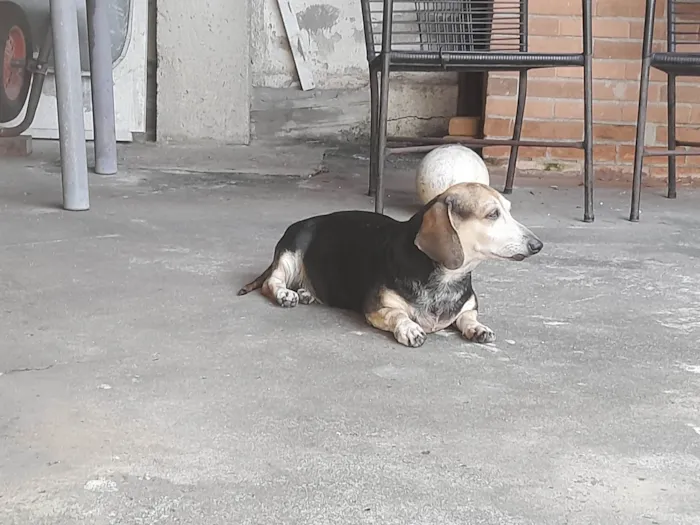 Cachorro ra a Basset-Cofap idade 6 ou mais anos nome Duda