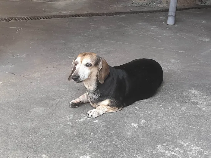 Cachorro ra a Basset-Cofap idade 6 ou mais anos nome Duda