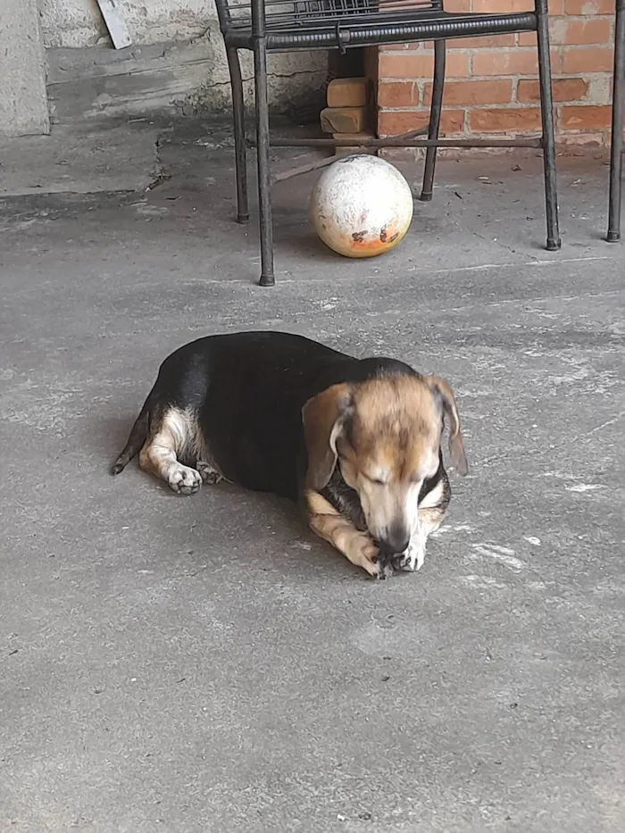 Cachorro ra a Basset-Cofap idade 6 ou mais anos nome Duda